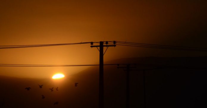 birds in the dark